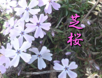 芝桜~我が家~紅葉