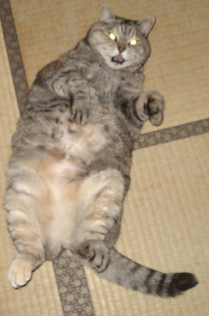 花ちゃん目が怖い・・・(猫)
