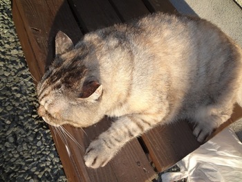 日向ぼっこ~猫~