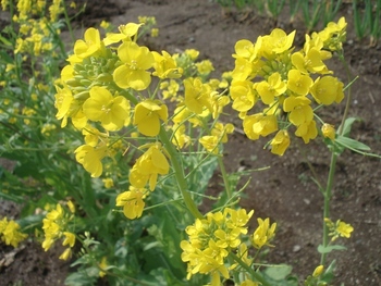 現場に春が~菜の花~