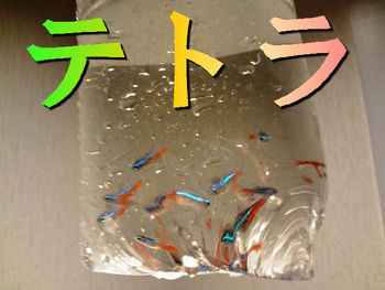 テトラちゃん
