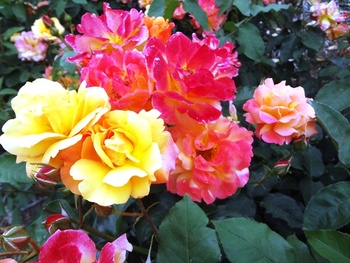 熊本農業公園 カントリーパーク