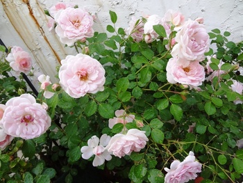 薔薇復活!