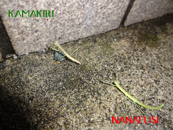 ナナフシとカマキキリ!