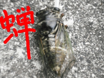 熊蝉