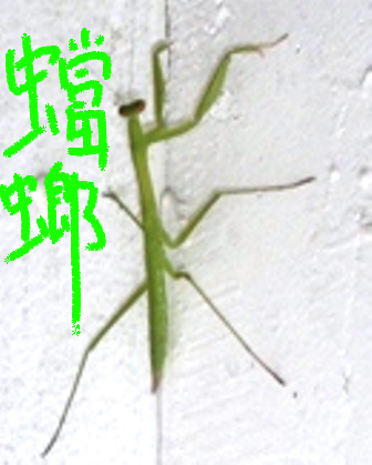 カマキリにビビる・・・・