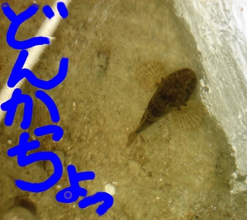 どんかっちょ