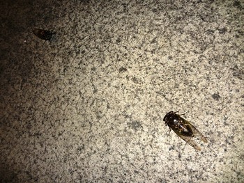 熊蝉何してんだろう?