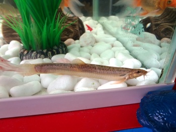 歌舞伎金魚