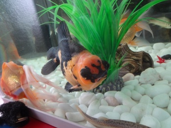 歌舞伎金魚