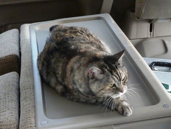 どいてよん花ちゃん~猫~