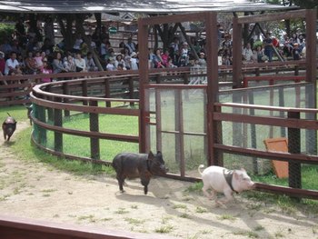 阿蘇ミルク牧場