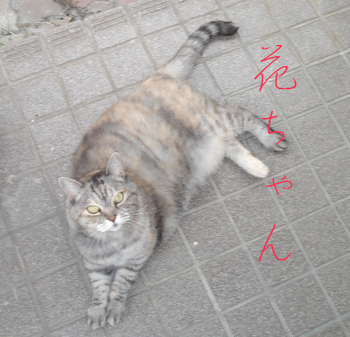 我が家の猫~花ちゃん~