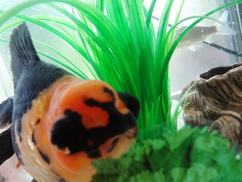 歌舞伎金魚