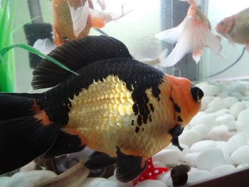 歌舞伎金魚