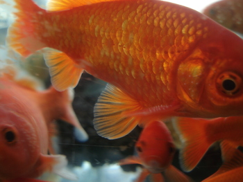 白点病~金魚~