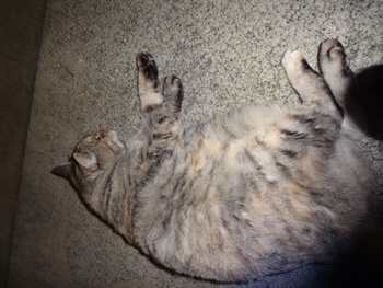 花ちゃん踏んじゃうからね・。。・(猫)