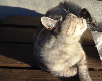 日向ぼっこ~猫~