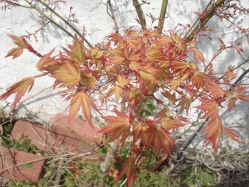 芝桜~我が家~紅葉