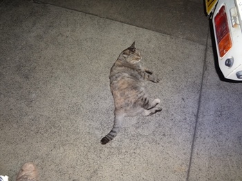 花ちゃん踏んじゃうからね・。。・(猫)