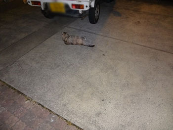 花ちゃん踏んじゃうからね・。。・(猫)