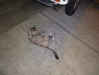 花ちゃん踏んじゃうからね・。。・(猫)