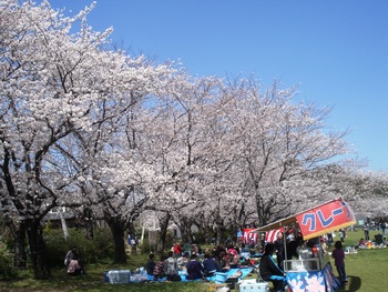 花見~宴~2012熊本
