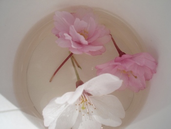 花見~宴~2012熊本