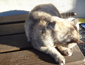 日向ぼっこ~猫~