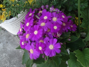 玄関に花が!