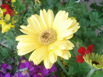玄関に花が!