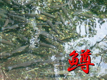 鱒を釣って喰らって