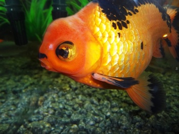 実家の変り身な出目金魚!
