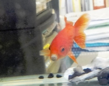 大きすぎたかな金魚ちゃん・。・