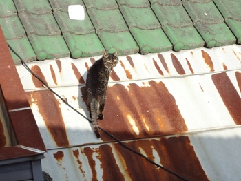 散歩中の野良猫ちゃん♪