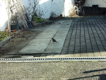 鳥がトコトコ歩いてる・。・