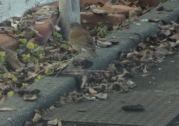 鳥がトコトコ歩いてる・。・