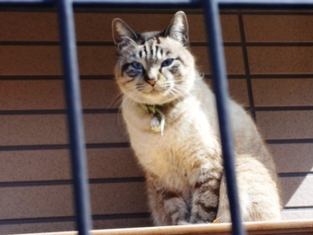 猫ちゃんが見てる~現場調査~