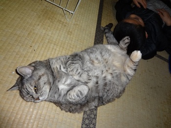 子猿と猫の場所とりネンネ♪