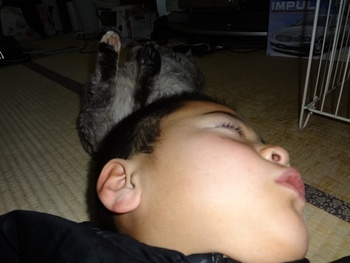 子猿と猫の場所とりネンネ♪