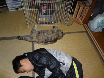 子猿と猫の場所とりネンネ♪