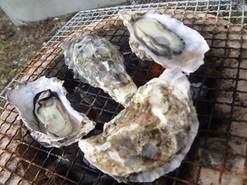釣りして天草海の幸を堪能~七厘~花見