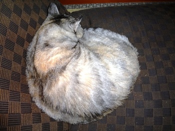 花ちゃんどいて・・・・(猫)
