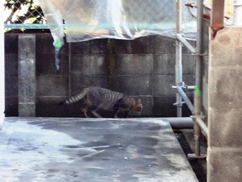 猫ちゃんウロウロ