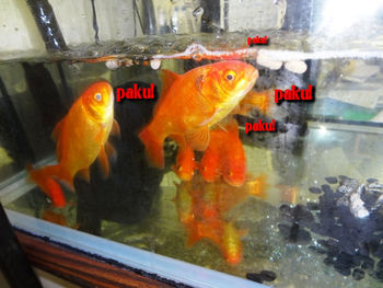 亀VS金魚~餌取り合戦~