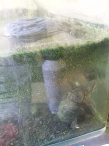 水槽苔だらけ〜亀〜