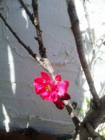 またまたお庭に花が咲いてた~