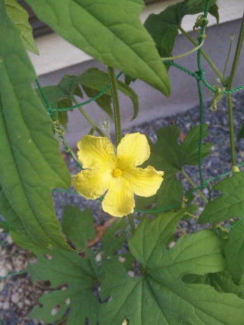 ゴーヤの花