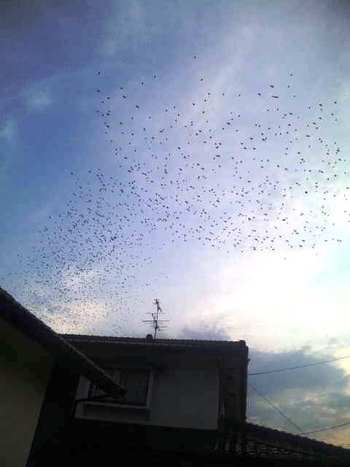 鳥の大軍が頭上を・・・