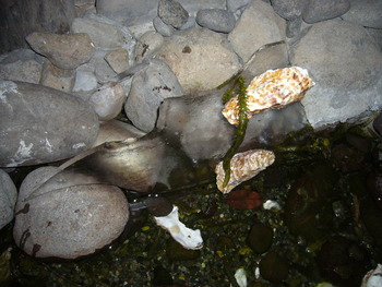 氷